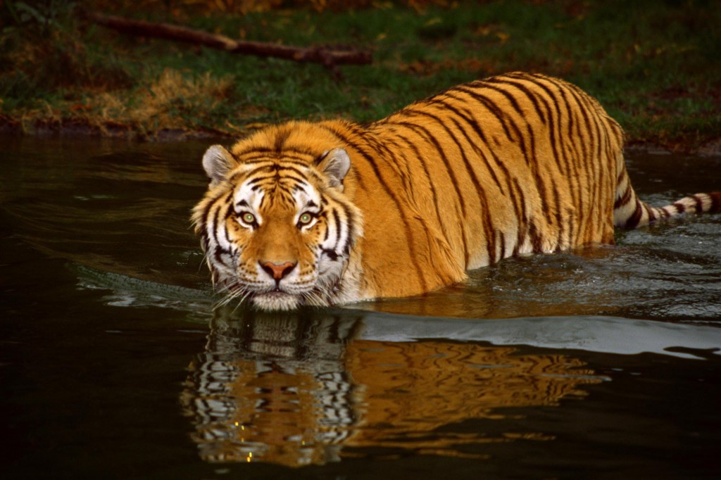 Swimming Tiger ©