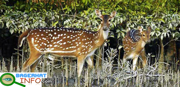 Deer-in-Bangladesh2