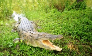 Crocodile-in-Sundorbon