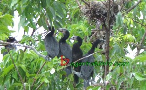 Birds-in-Bagerhat-01